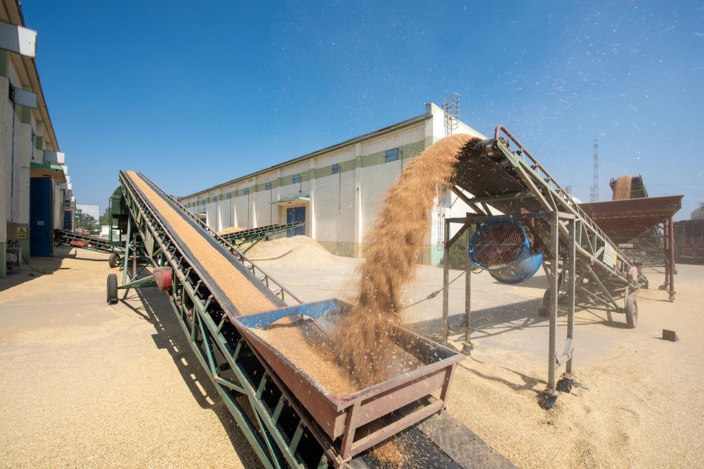 寧夏夏糧收購工作有序開(kāi)展