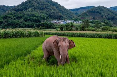國道之行 從雪山奔向大海｜12年，大象“逛吃團”在這里流連忘返