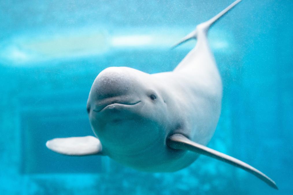 新時(shí)代中國調研行·長(cháng)江篇丨守護“長(cháng)江的微笑”