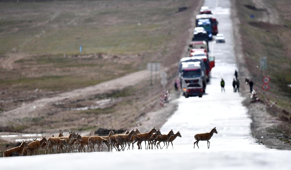 青?？煽晌骼锊亓缪蜻M(jìn)入回遷高峰期
