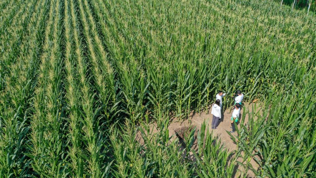 新華全媒+丨為更多黑土地蓋上“被子”