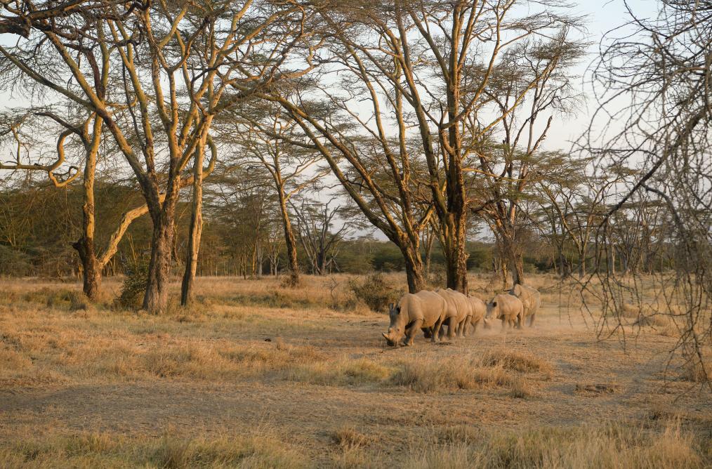 暑假請到非洲來(lái)旅游——肯尼亞