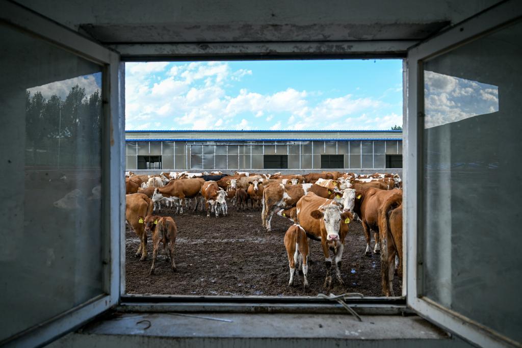 高質(zhì)量發(fā)展調研行丨“寄母收犢”富農家