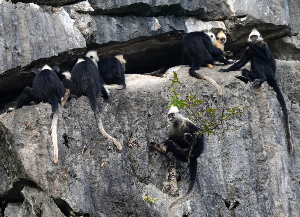 國道之行 從雪山奔向大海丨身上爬滿(mǎn)蚊蟲(chóng)，他們笑看“石山精靈”翩翩起舞