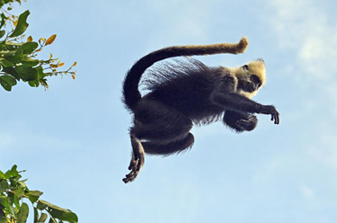 國道之行 從雪山奔向大海丨一群“國寶”從頭頂“嗖嗖”飛過(guò)