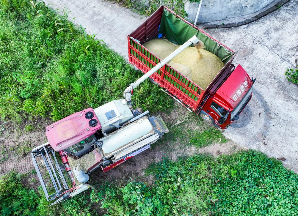 重慶永川：機械化作業(yè)為水稻收割按下快進(jìn)鍵