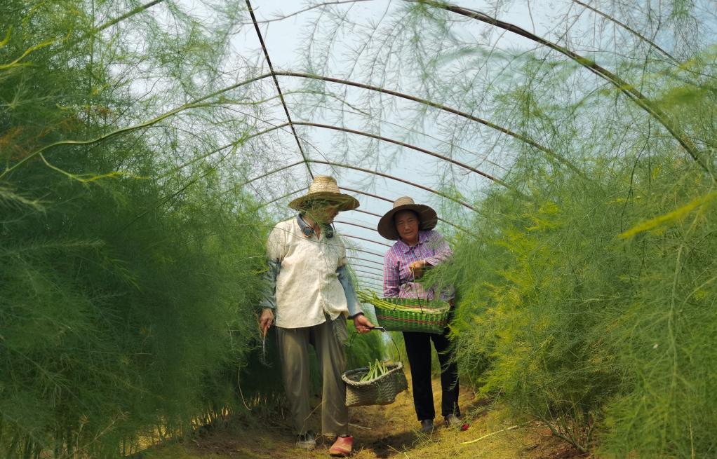 江西南昌：發(fā)展蘆筍產(chǎn)業(yè)助力鄉村振興