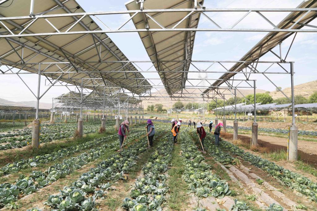 甘肅通渭：“光伏+農業(yè)”助力鄉村振興