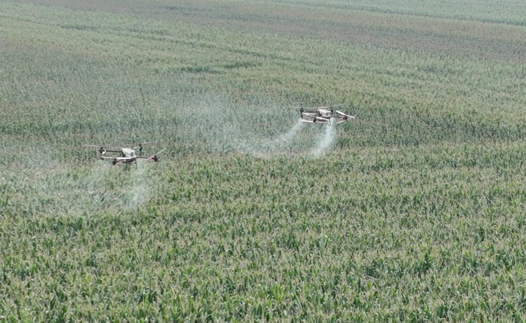 山東樂(lè )陵： “一防雙減”統防統治 助力秋糧穩產(chǎn)豐收