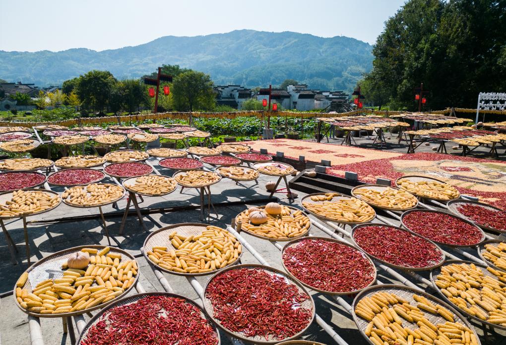 美麗中國丨皖南曬秋“畫(huà)”豐收