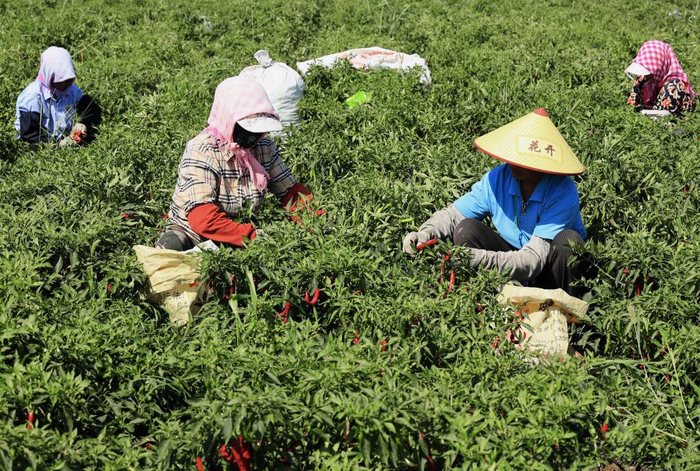 河北豐南：發(fā)展辣椒產(chǎn)業(yè)助力鄉村振興