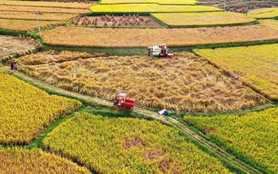 詩(shī)意中國丨獲稻畢工隨曬谷，直須晴到入倉時(shí)