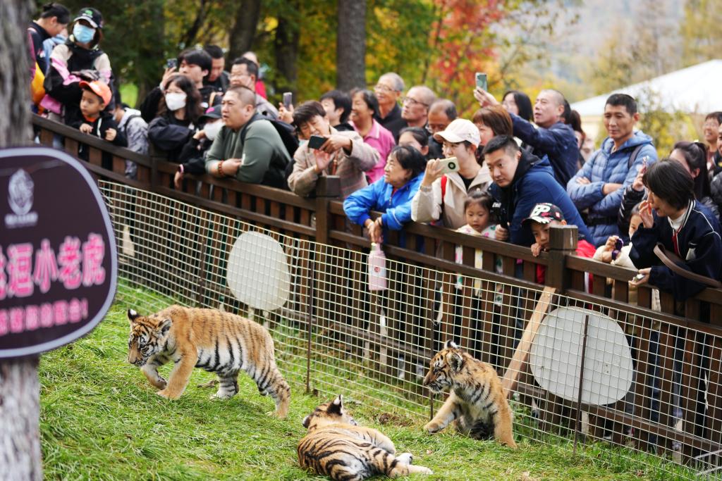 “黃金周”觀(guān)虎
