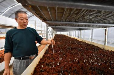 “5G智慧小菇房”助推鄉村產(chǎn)業(yè)振興