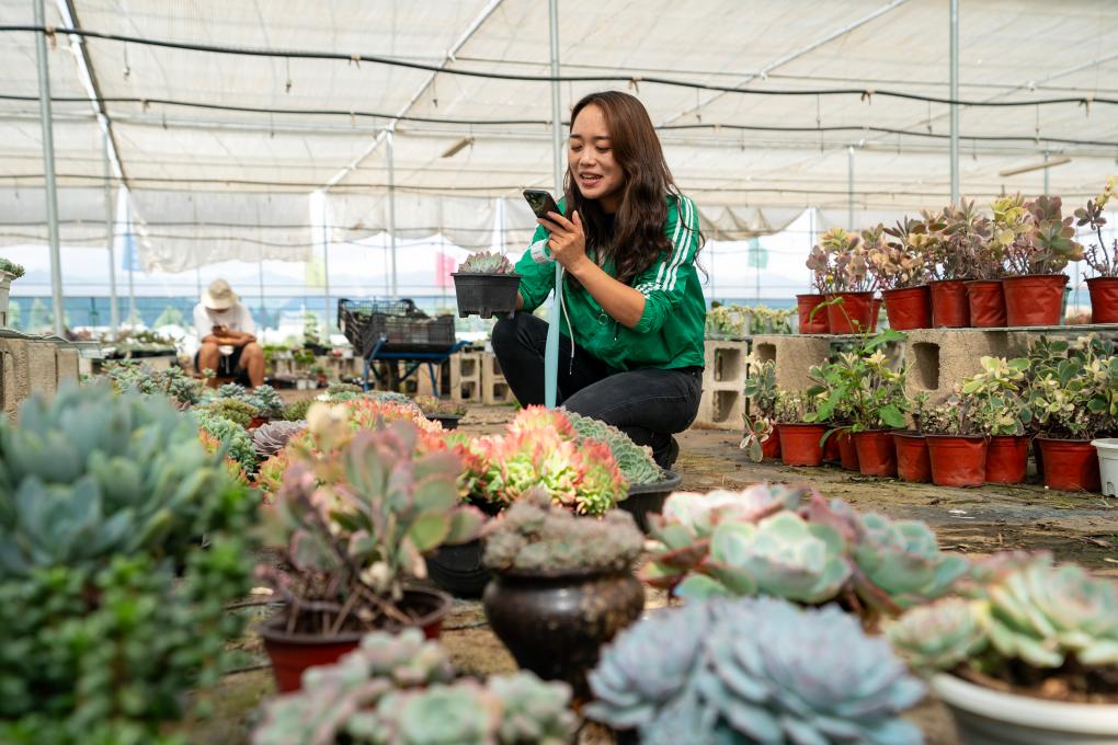 鄉村行·看振興丨云南晉寧：“鄉村星主播”開(kāi)拓多肉植物市場(chǎng)