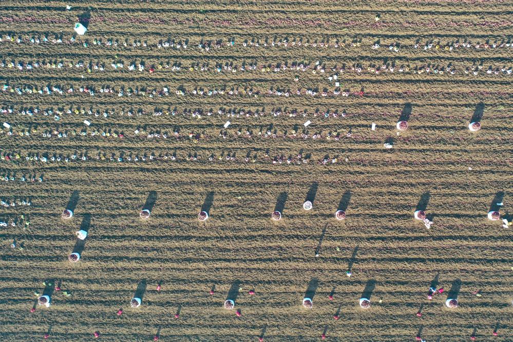 河南寶豐：“訂單紅薯”迎豐收