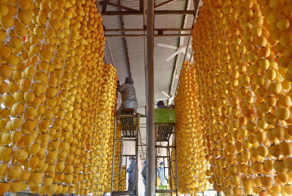 滿(mǎn)園豐收果 鄉村“柿業(yè)”旺