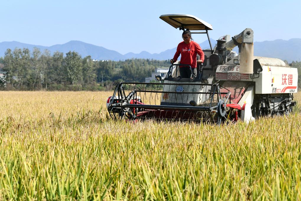 秋糧收獲進(jìn)入尾聲 全年糧食產(chǎn)量有望再創(chuàng  )新高