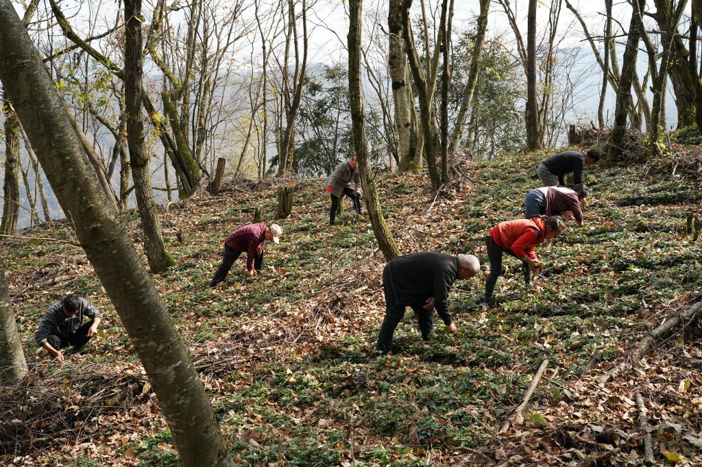 陜西鎮坪：中藥產(chǎn)業(yè) 富民興業(yè)