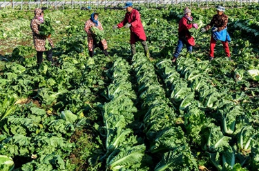 河北玉田:搶收白菜應對寒潮