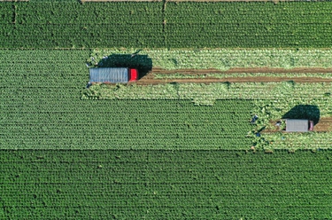 河北玉田:“中國大白菜之鄉”收獲忙