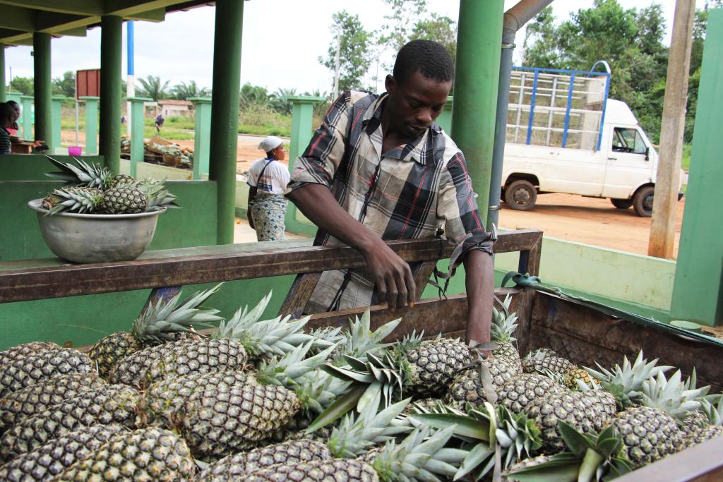 進(jìn)博會(huì )助力貝寧菠蘿進(jìn)入中國市場(chǎng)