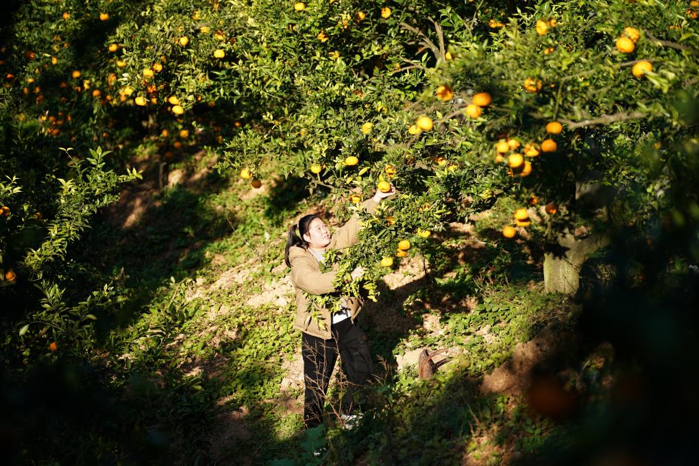 陜西旬陽(yáng)：獅頭柑豐收上市