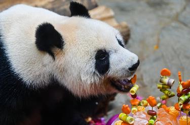 ?？冢簯c祝“熊貓兄弟”登島五周年