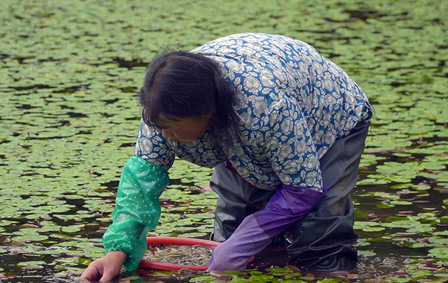 石柱莼菜：人間至味，更是“脫貧金苗”