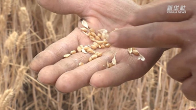 “關(guān)中第一鐮”開(kāi)鐮收麥啦！未來(lái)半個(gè)月，關(guān)中平原滿(mǎn)眼金黃