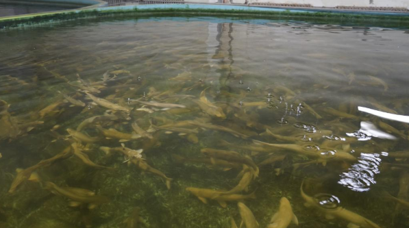 “湟魚(yú)寶寶”成長(cháng)記