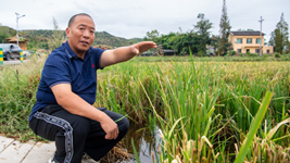大旱之下，力爭水稻穩產(chǎn)——重慶梁平區保秋收見(jiàn)聞