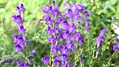 黑龍江勃利:寒地中草藥產(chǎn)業(yè)助力鄉村振興