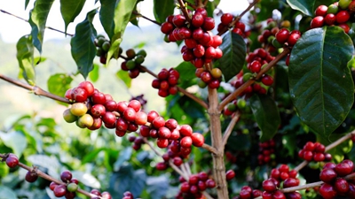 又是一年咖啡紅！云南寧洱鮮果初加工實(shí)現“加速度”