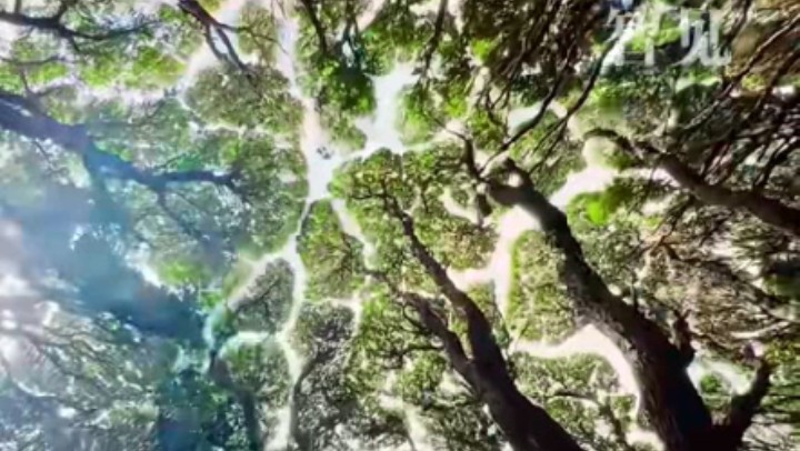 樹(shù)木為何會(huì )相互“禮讓”？