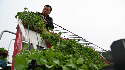 冬閑田里農事忙——來(lái)自長(cháng)江流域部分省份油菜耕種現場(chǎng)的報告