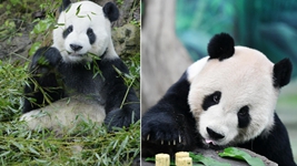 大熊貓“團團”，感謝你帶給兩岸同胞的美好回憶！