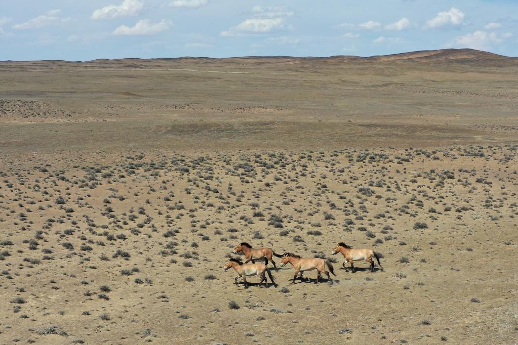 “走吧，你要學(xué)著(zhù)自己長(cháng)大”——瀕危野馬重返荒野20年