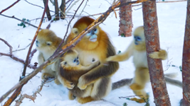 “喊一嗓子，它們就會(huì )拖家帶口地出來(lái)”