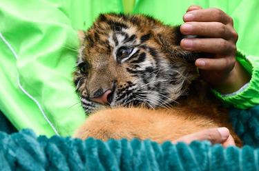 新華全媒+丨一二三四五，虎虎虎虎虎