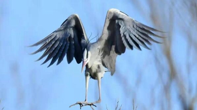 10年，18萬(wàn)公里路，50萬(wàn)張照片 “追鳥(niǎo)人”用鏡頭定格人鳥(niǎo)和諧