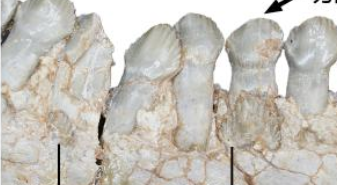 恐龍如何換牙？古生物學(xué)者揭秘古老角龍換牙方式