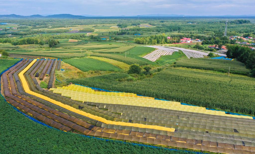 優(yōu)品質(zhì)、提水平、擴消費——吉林人參加速邁向千億級產(chǎn)業(yè)