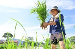 搶農時(shí) 忙“雙搶”