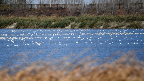 天津：做細生態(tài)文章推動(dòng)協(xié)同發(fā)展