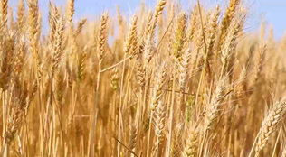 新疆昌吉：加快科技創(chuàng  )新 做強“農業(yè)芯片”