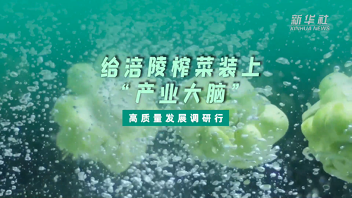 一顆青菜頭，緣何長(cháng)出百億產(chǎn)業(yè)？