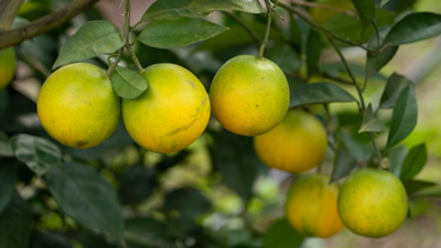 養魚(yú)又種果 富了村民又“綠”村——四川資中魚(yú)鄉融合發(fā)展見(jiàn)聞