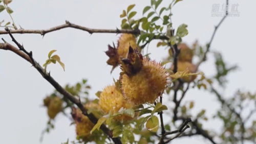 出新績(jì)：刺梨產(chǎn)業(yè)助貴州生態(tài)經(jīng)濟雙“豐收”