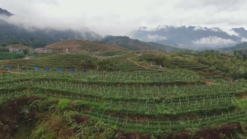 出新績(jì)：“生態(tài)循環(huán)”果園助力山地農業(yè)“多面開(kāi)花”